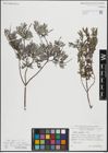 Foto von Salix repens L.